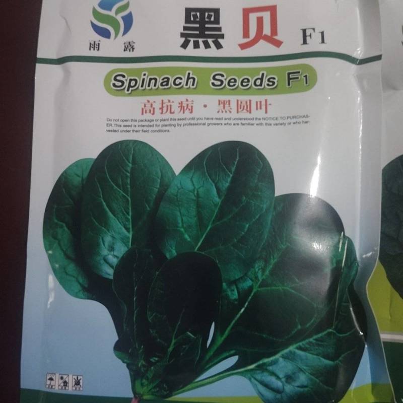 高端黑贝菠菜种子大量现货供应需要的联系支持物流发货