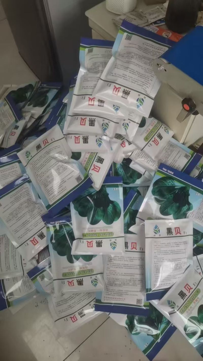 高端黑贝菠菜种子大量现货供应需要的联系支持物流发货