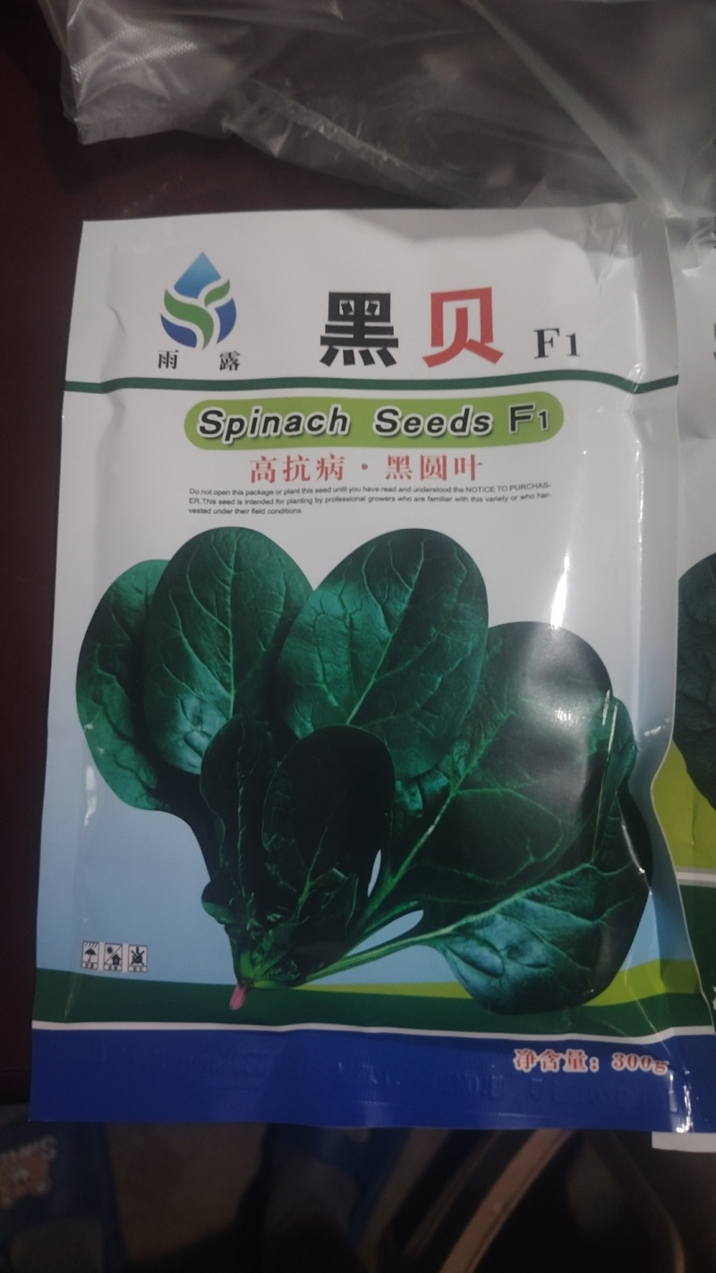 高端黑贝菠菜种子大量现货供应需要的联系支持物流发货
