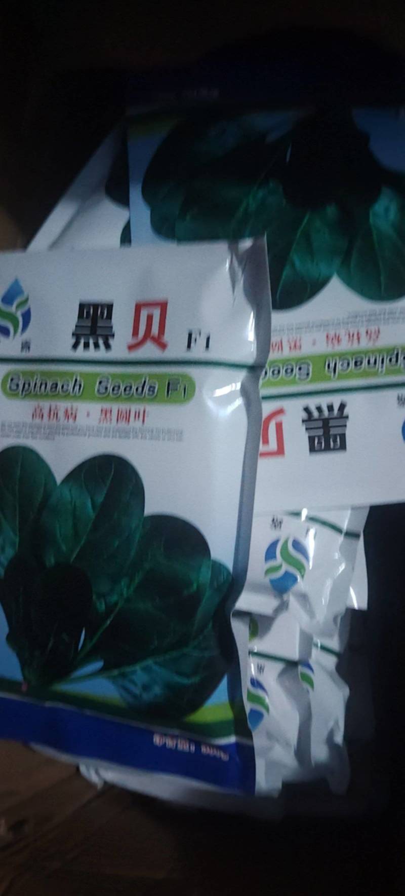 高端黑贝菠菜种子大量现货供应需要的联系支持物流发货