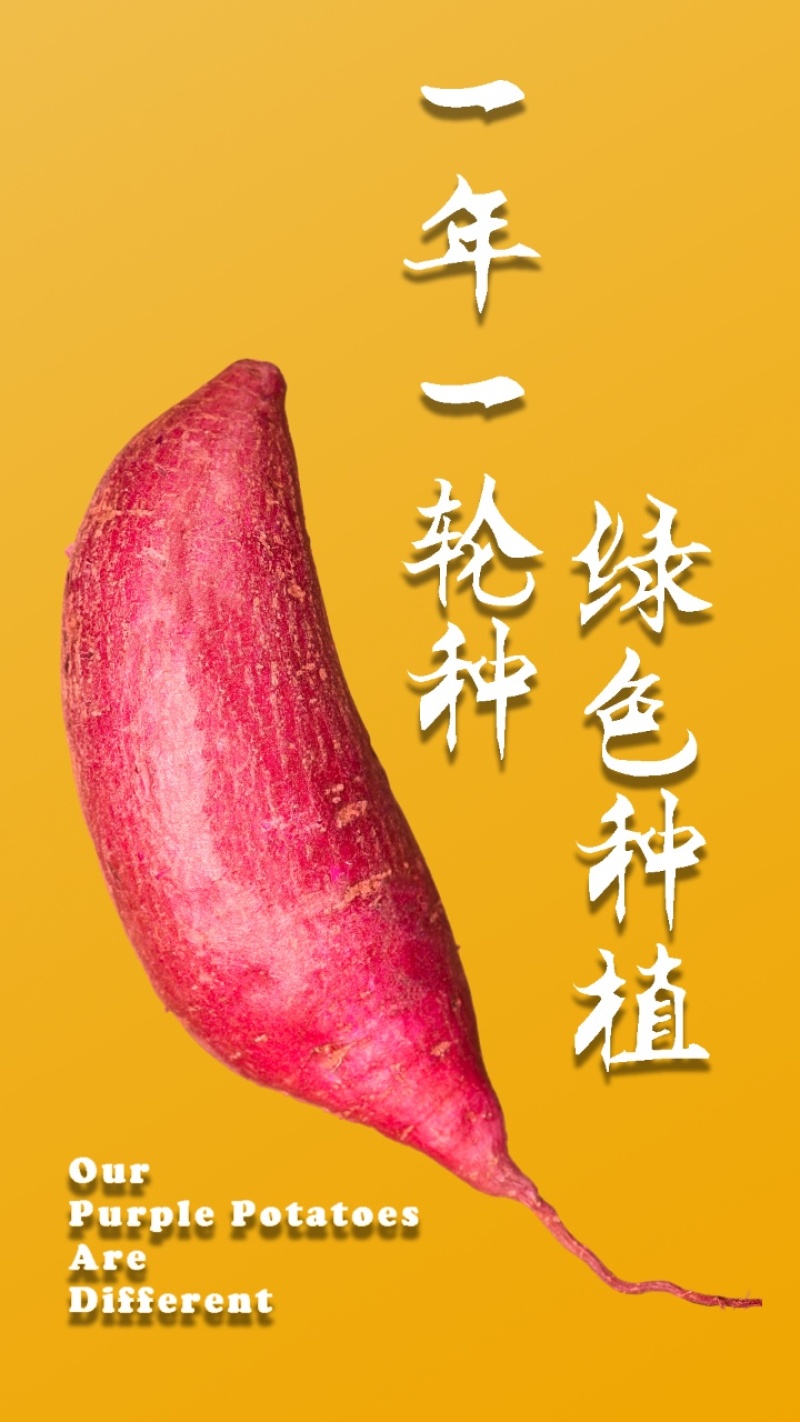 蜜糖紫薯