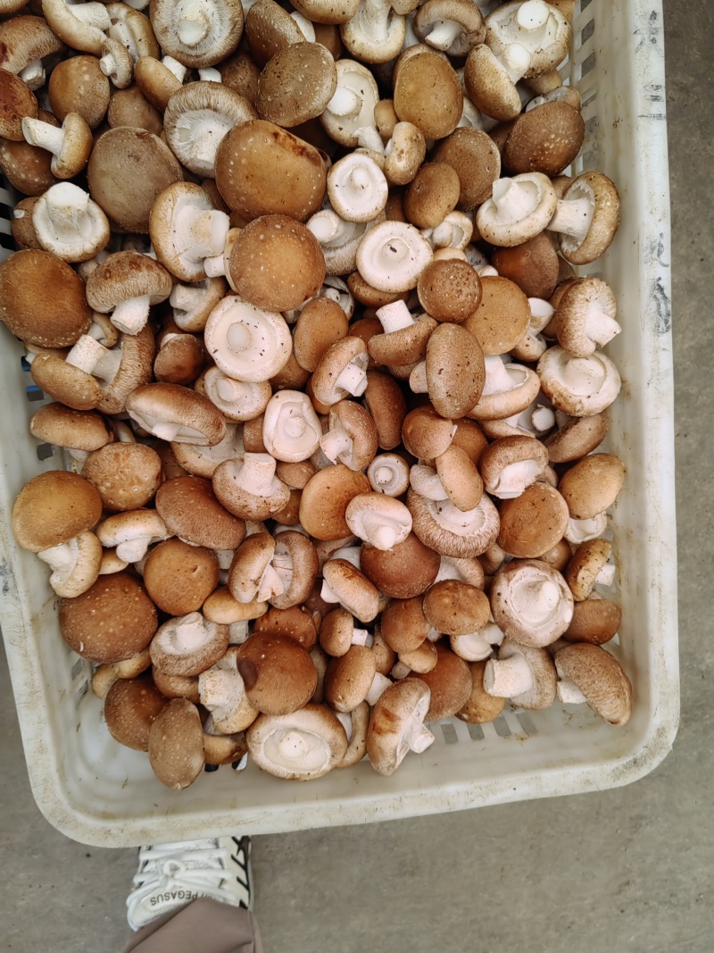 河北香菇工厂货果蔬脆原料2.5-6公分，根据要求规格做