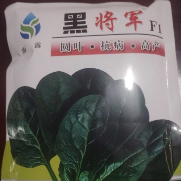高端黑将军菠菜种子大量现货供应需要的联系支持物流发货