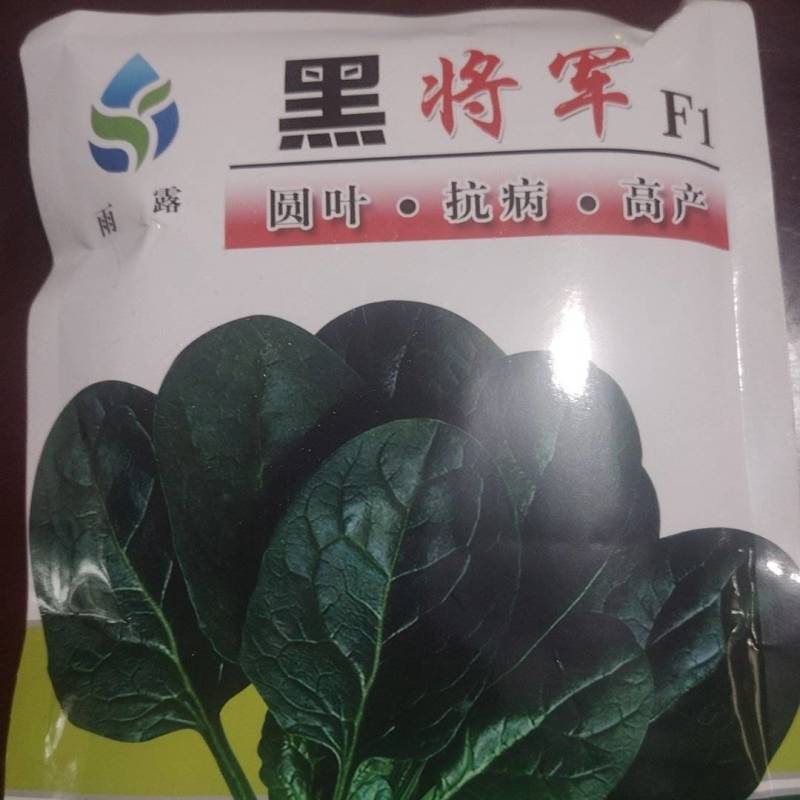 高端黑将军菠菜种子大量现货供应需要的联系支持物流发货