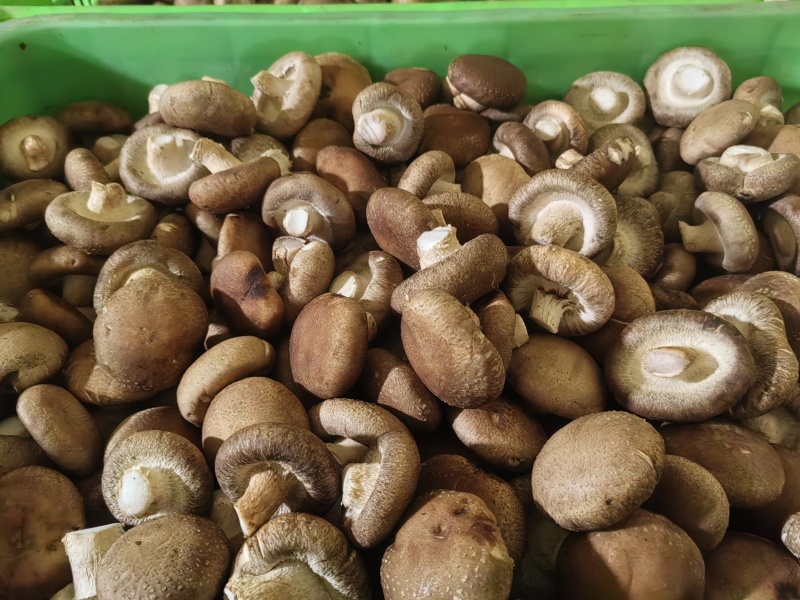 河北香菇工厂货果蔬脆原料2.5-6公分，根据要求规格做