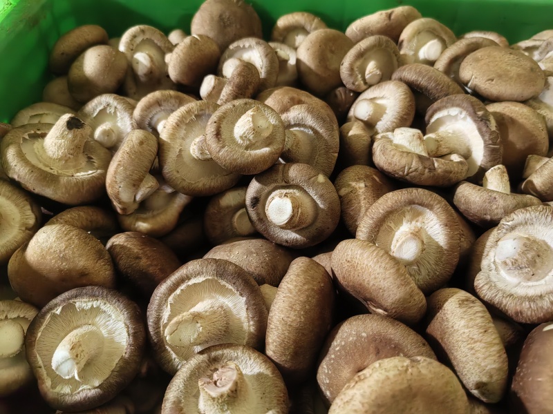 河北香菇工厂货果蔬脆原料2.5-6公分，根据要求规格做