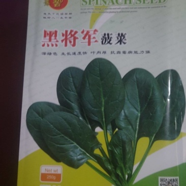高端黑将军菠菜种子大量现货供应需要的联系支持物流发货