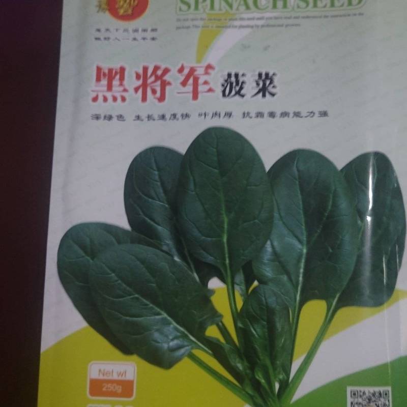 高端黑将军菠菜种子大量现货供应需要的联系支持物流发货
