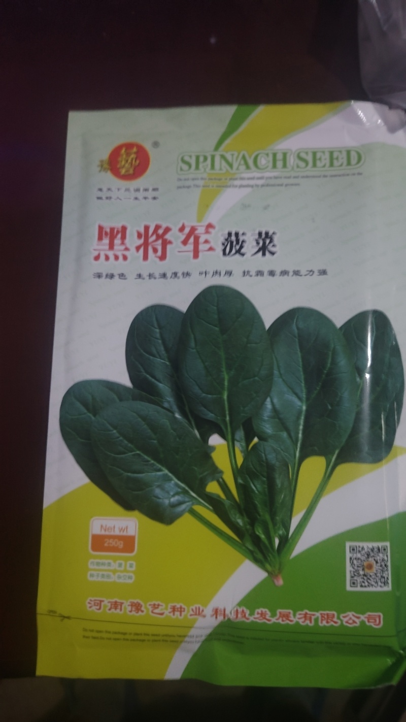 高端黑将军菠菜种子大量现货供应需要的联系支持物流发货