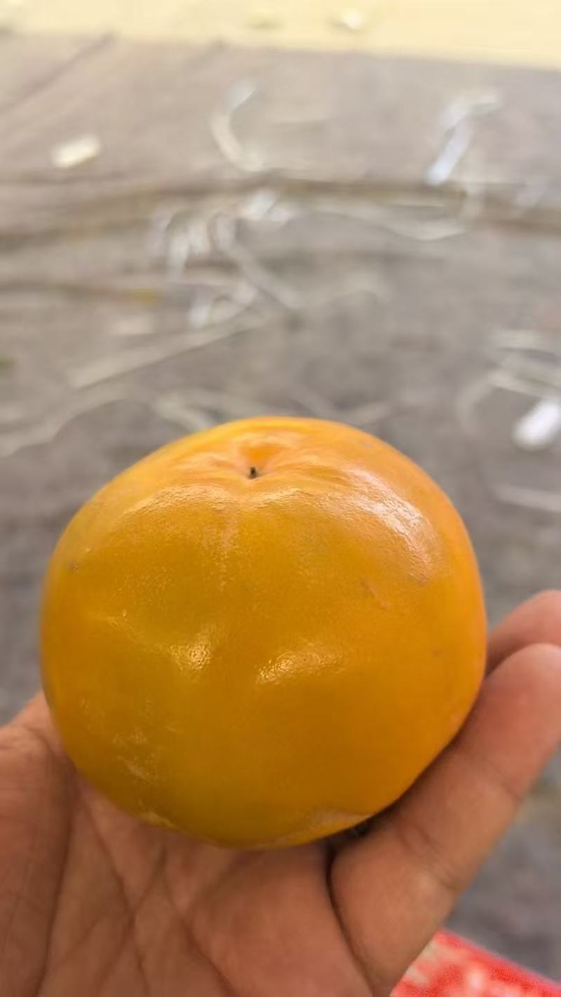 山西运城脆柿子大量上市/精品脆柿子产地直发量大优惠