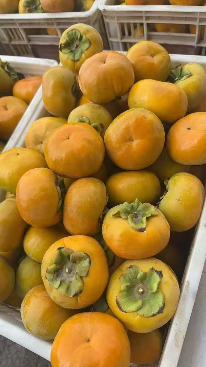 山西运城脆柿子大量上市/精品脆柿子产地直发量大优惠