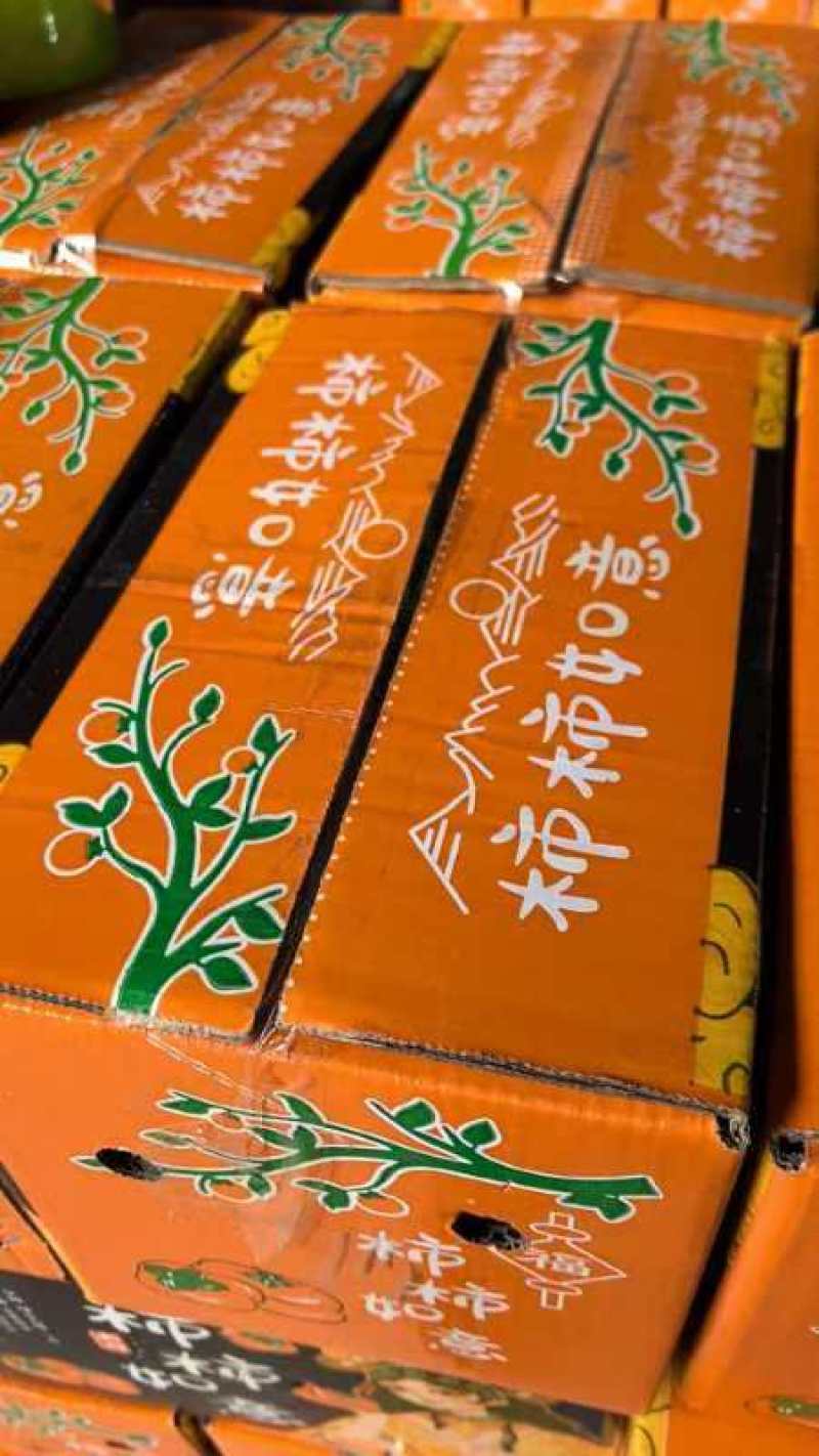 山西运城脆柿子大量上市/精品脆柿子产地直发量大优惠