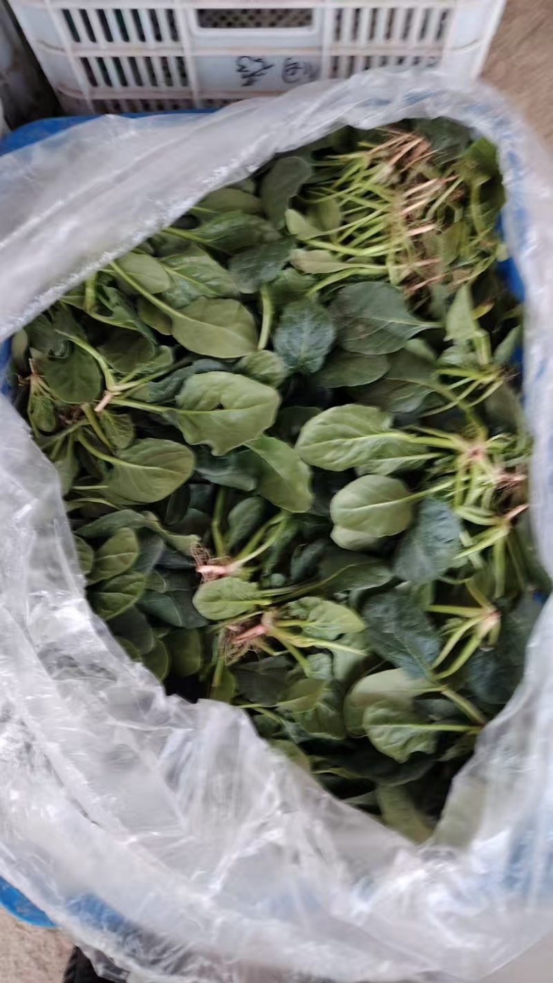 高端黑贝菠菜种子大量现货供应需要的联系支持物流发货