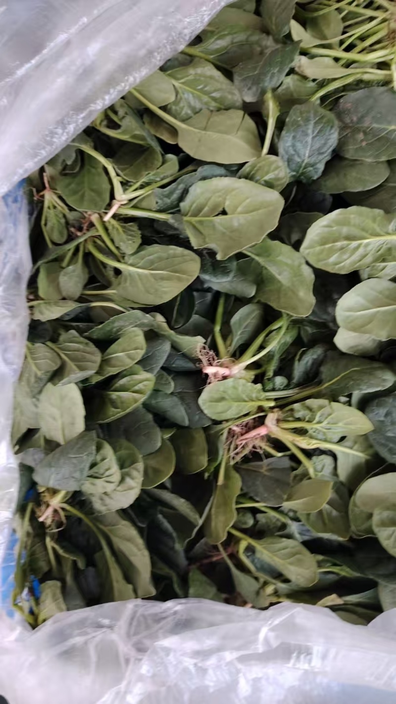 高端黑贝菠菜种子大量现货供应需要的联系支持物流发货
