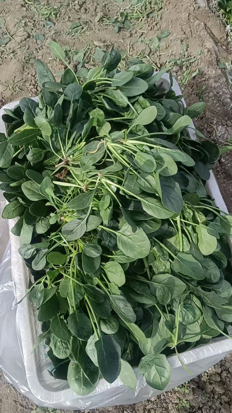 高端黑贝菠菜种子大量现货供应需要的联系支持物流发货