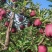 【推荐】甘肃天水花牛苹果产地直发，一手货源，量大从优