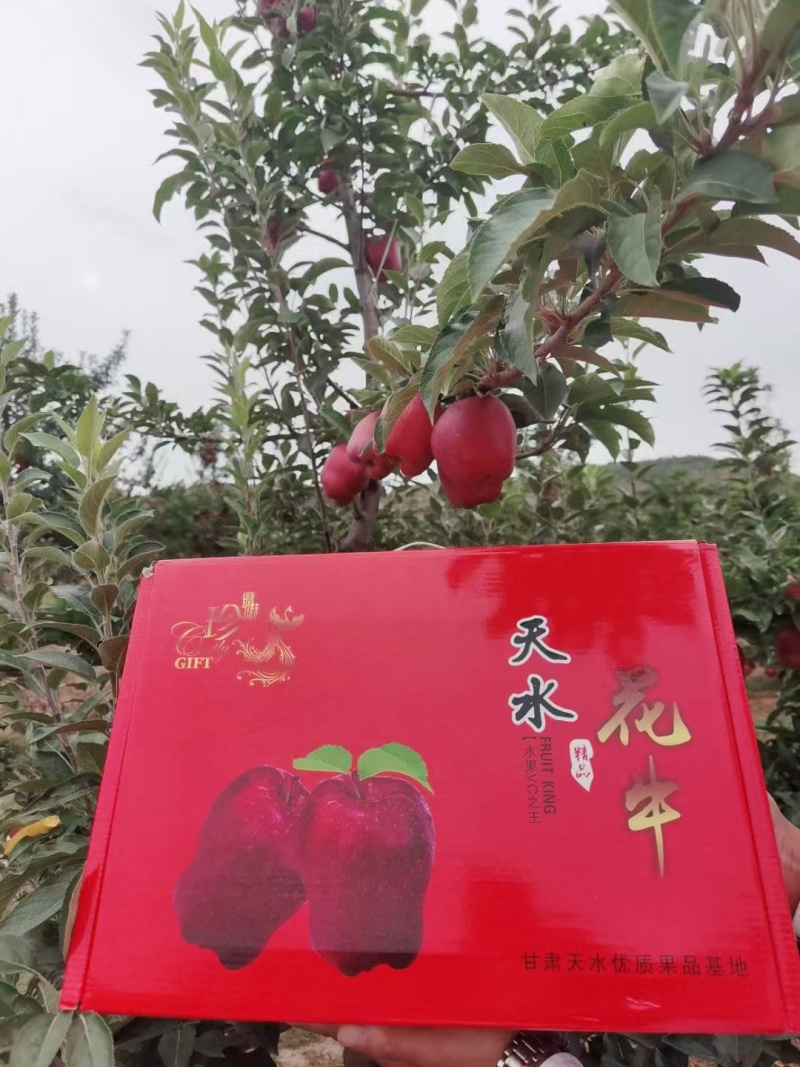 【推荐】甘肃天水花牛苹果产地直发，一手货源，量大从优