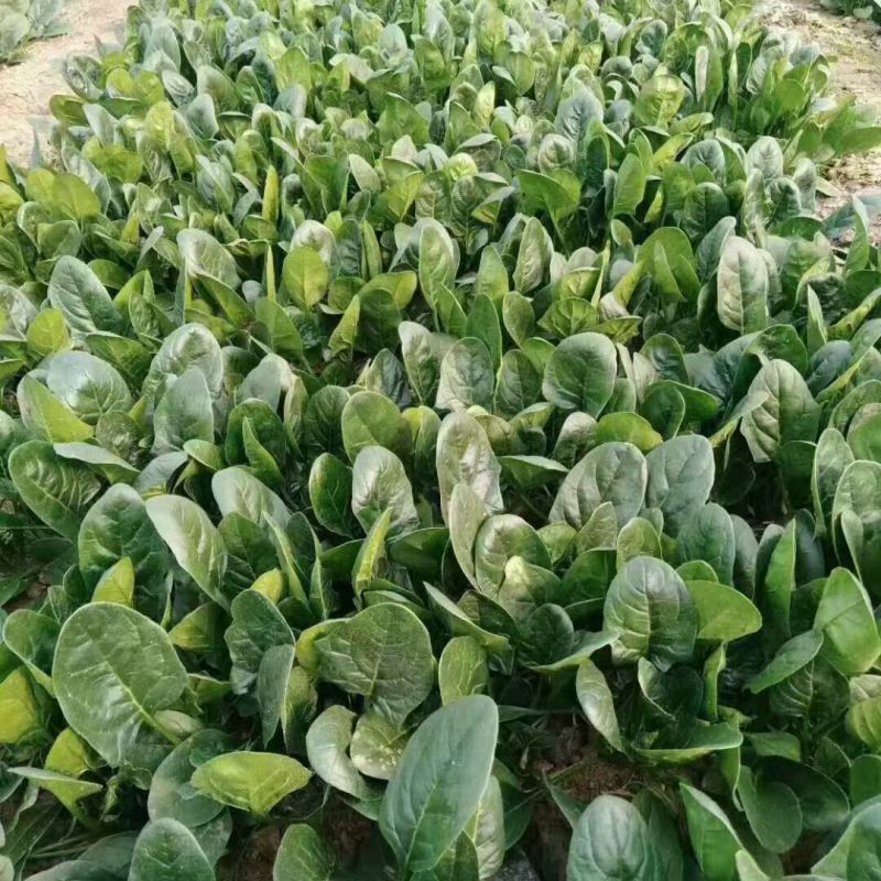 高端黑将军菠菜种子大量现货供应需要的联系支持物流发货