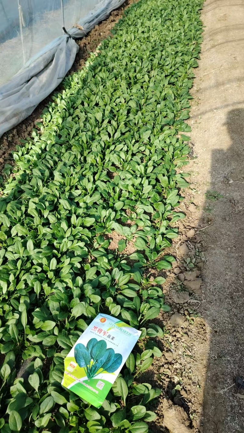 高端黑将军菠菜种子大量现货供应需要的联系支持物流发货