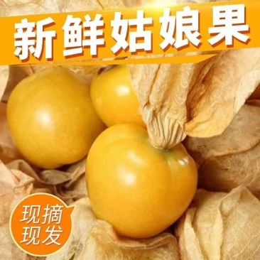 山西运城姑娘果大量上市/精品红菇娘果一手货源产地直发