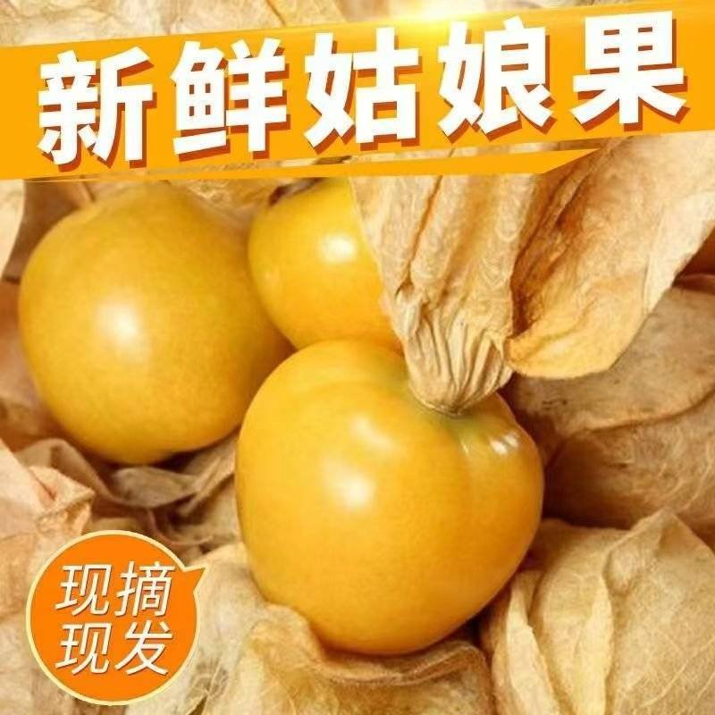 山西运城姑娘果大量上市/精品红菇娘果一手货源产地直发