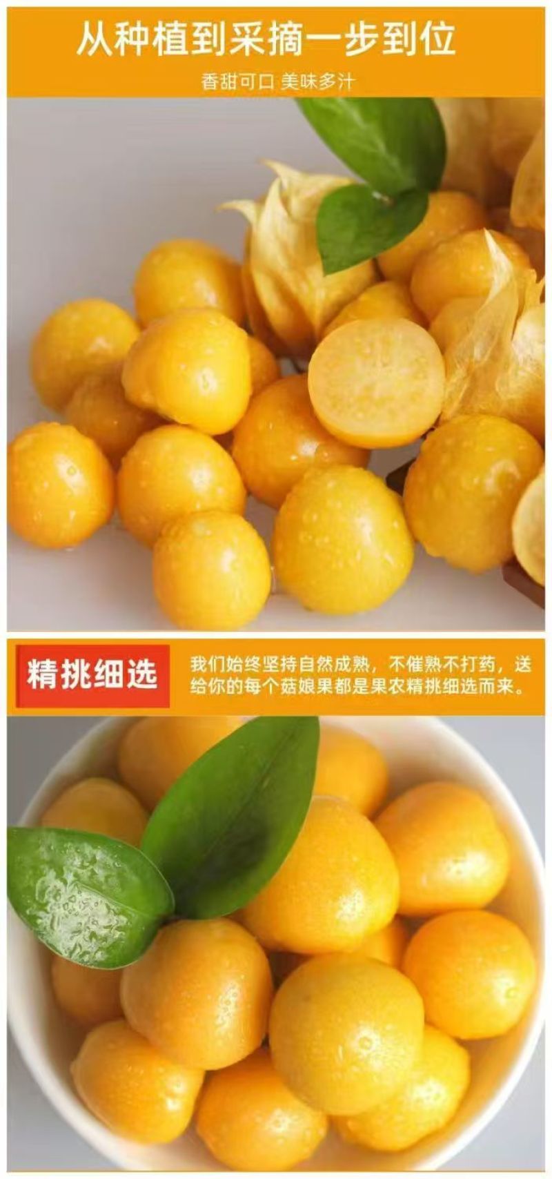 山西运城姑娘果大量上市/精品红菇娘果一手货源产地直发
