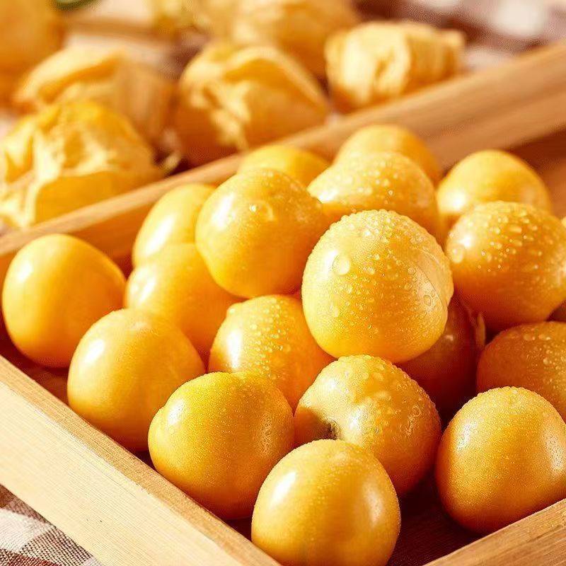 山西运城姑娘果大量上市/精品红菇娘果一手货源产地直发