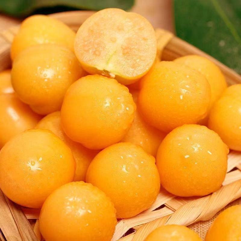 山西运城姑娘果大量上市/精品红菇娘果一手货源产地直发