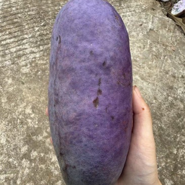 八月瓜