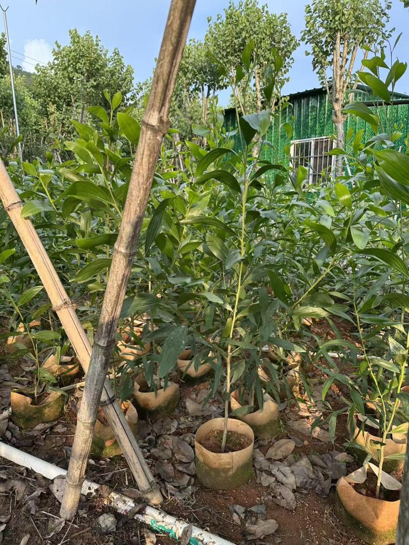 农户直销大叶相思树苗广东复绿造林树马占相思袋苗杯苗相思