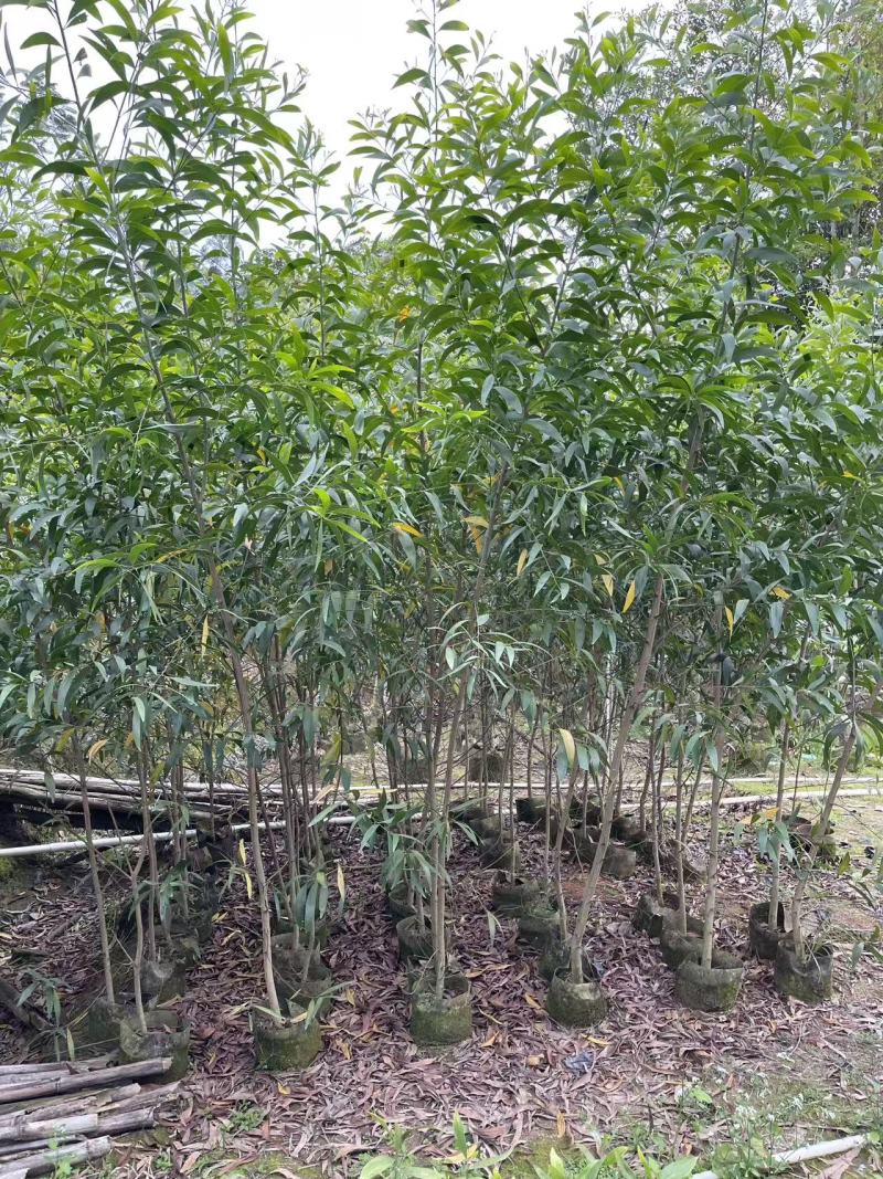 农户直销大叶相思树苗广东复绿造林树马占相思袋苗杯苗相思