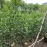 农户直销大叶相思树苗广东复绿造林树马占相思袋苗杯苗相思