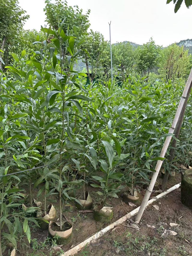 农户直销大叶相思树苗广东复绿造林树马占相思袋苗杯苗相思