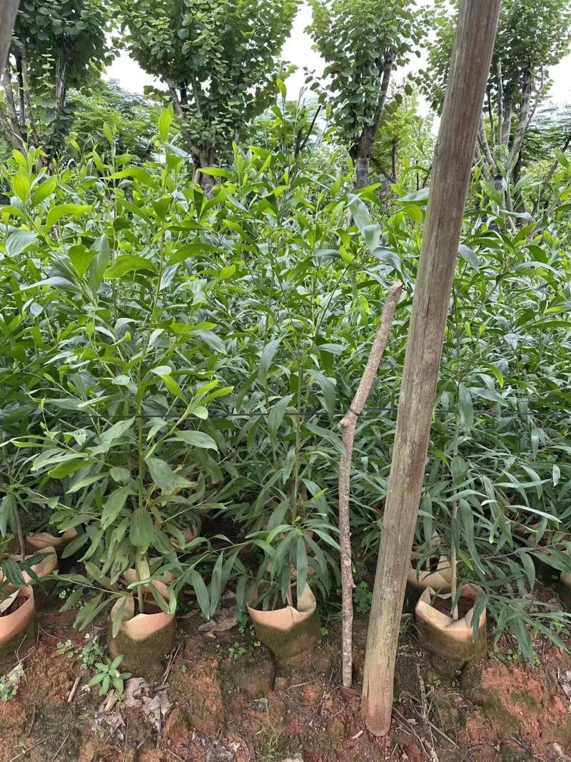 农户直销大叶相思树苗广东复绿造林树马占相思袋苗杯苗相思