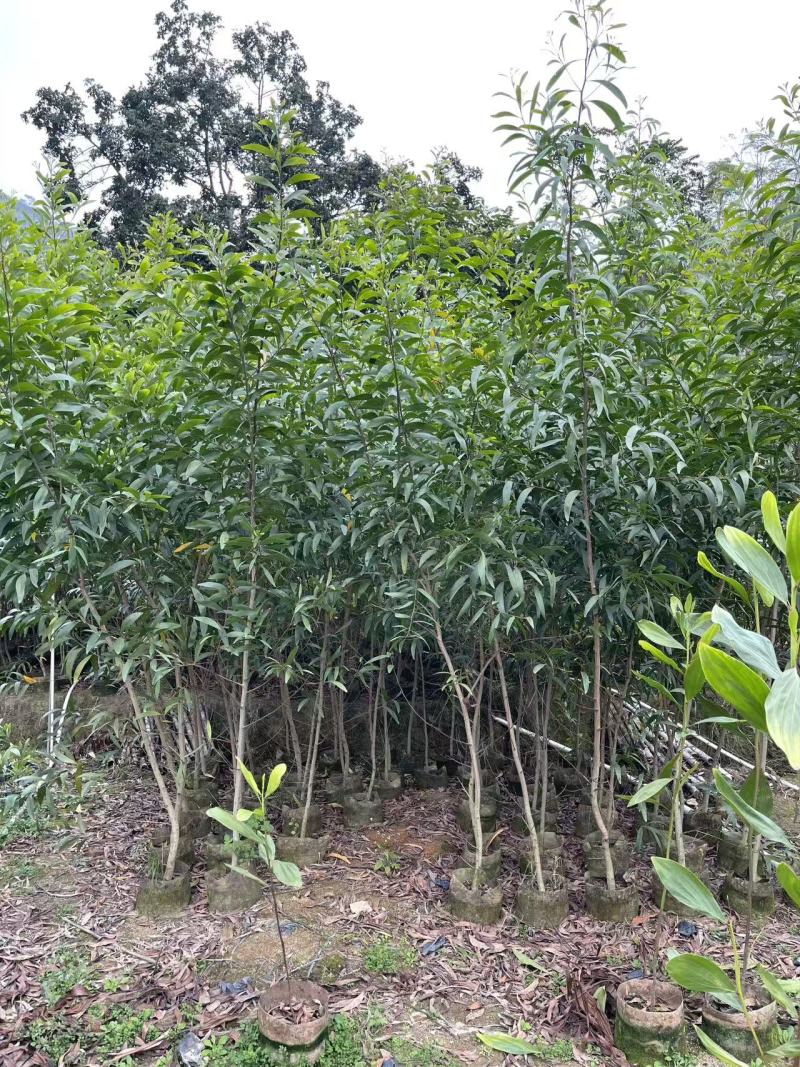 农户直销大叶相思树苗广东复绿造林树马占相思袋苗杯苗相思