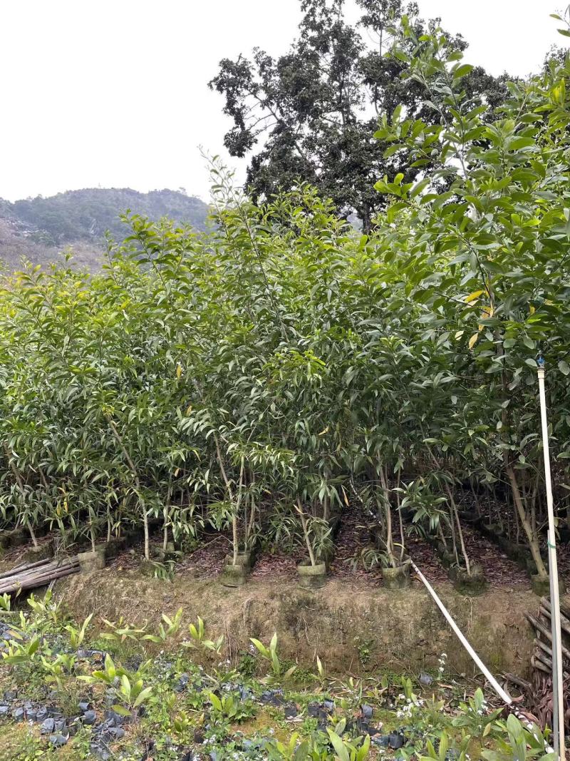 农户直销大叶相思树苗广东复绿造林树马占相思袋苗杯苗相思