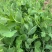 四季芽苗菜黑芽豌豆苗种子苗芽菜型掐尖食用质地柔嫩清香豌豆