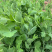 四季芽苗菜黑芽豌豆苗种子苗芽菜型掐尖食用质地柔嫩清香豌豆