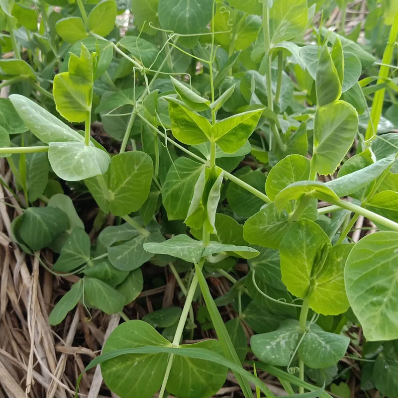 四季芽苗菜黑芽豌豆苗种子苗芽菜型掐尖食用质地柔嫩清香豌豆