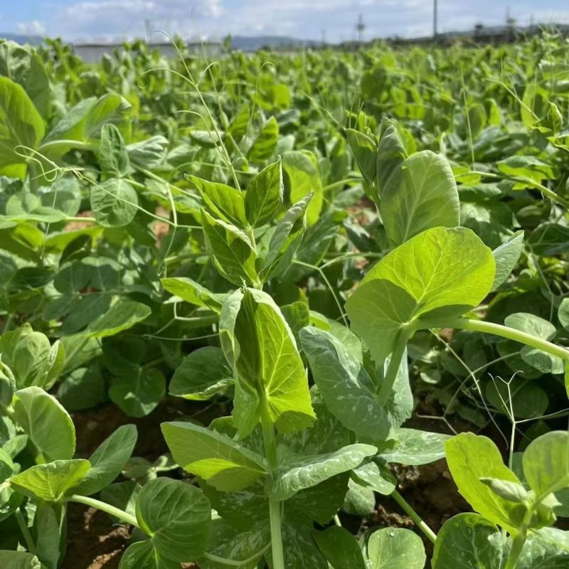 四季芽苗菜黑芽豌豆苗种子苗芽菜型掐尖食用质地柔嫩清香豌豆