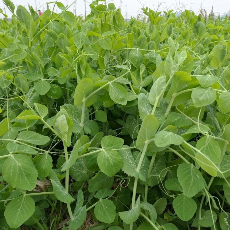 四季芽苗菜黑芽豌豆苗种子苗芽菜型掐尖食用质地柔嫩清香豌豆