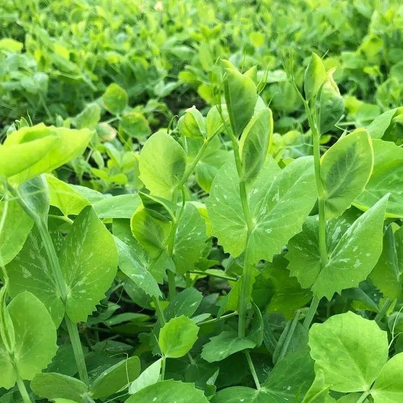 四季芽苗菜黑芽豌豆苗种子苗芽菜型掐尖食用质地柔嫩清香豌豆