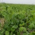 四季芽苗菜黑芽豌豆苗种子苗芽菜型掐尖食用质地柔嫩清香豌豆