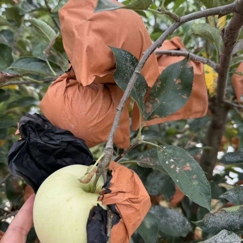 辽宁精品苹果黄元帅苹果/可视频看货/量大价优