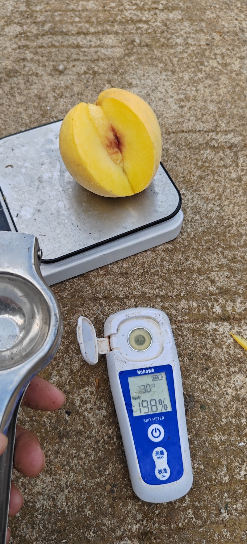 清镇小坡黄桃，脆甜无酸，个头大，口感特别好