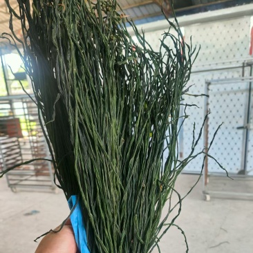 「干豆角」烘干豆角精品绿条干净无沙