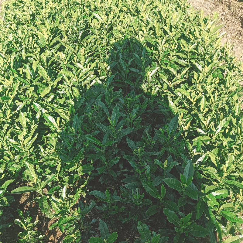 黄栀子药用黄栀子大叶大果水栀子苗
