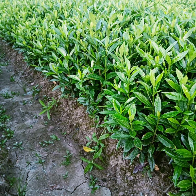 黄栀子药用黄栀子大叶大果水栀子苗
