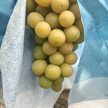 阳光玫瑰