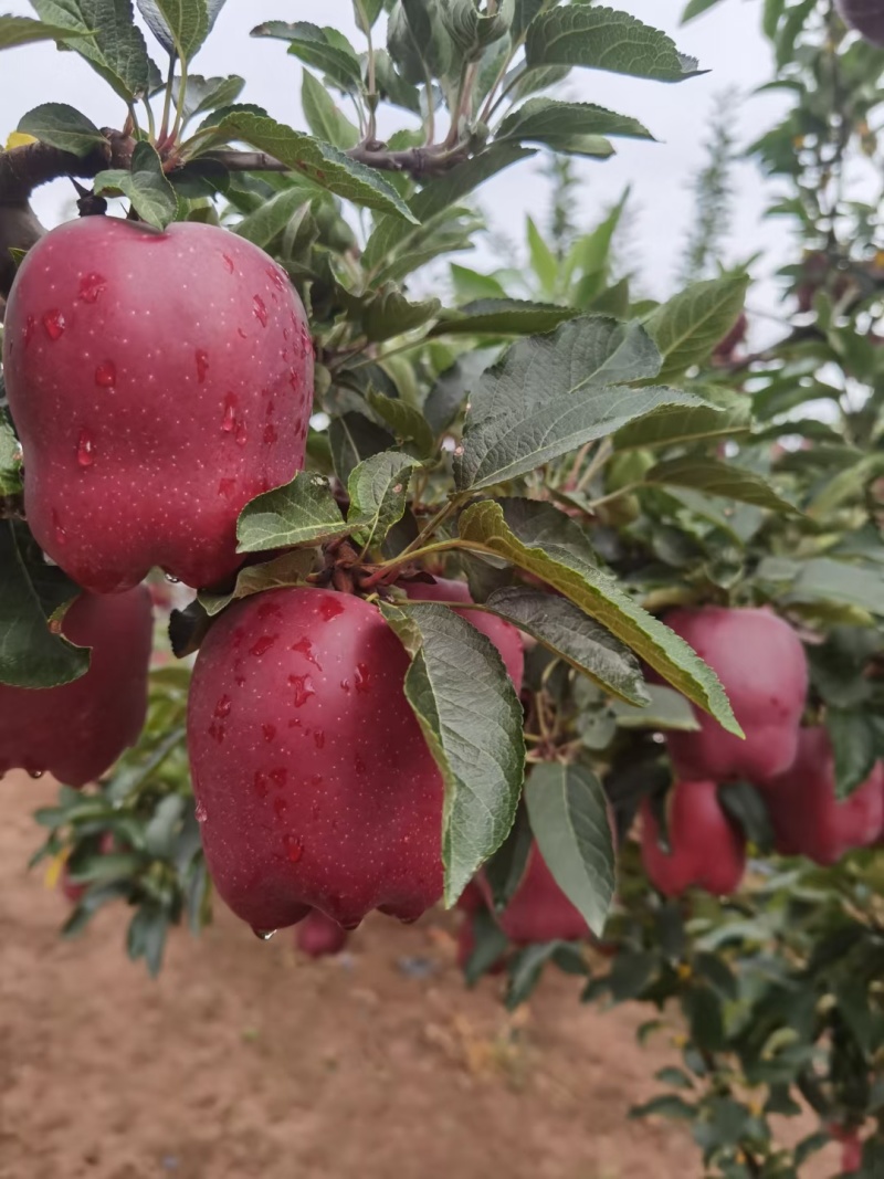 【热卖】甘肃天水花牛苹果基地直供品质保证量大优惠